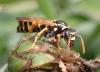 Polistes sp.